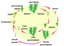 Science Clipart- life-cycle-of-algae-clipart - Classroom Clipart