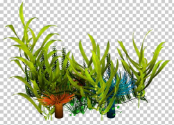 Underwater Aquatic Plants Seaweed PNG, Clipart, Algae ...