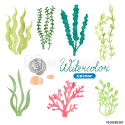 Set of watercolor seaweed, corals and stones isolated on ...