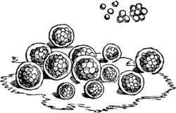 Protococcus Algae | ClipArt ETC