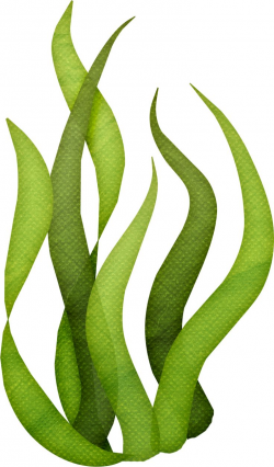 Algae Clipart Seagrass