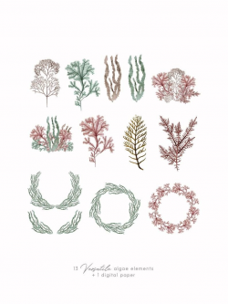 Printable Vintage Algae, botanical clipart #instantdownload ...