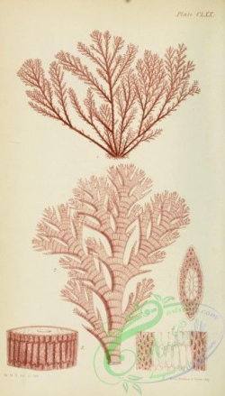 algae-00536 - rytiphlaea complanata - old flowers Victorian collage ...