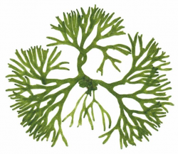 Cryptogamic Botany Company | Seaweed Gal | Pinterest | Botany and ...