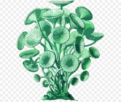 Algae Botanical Illustration PNG Biological Illustration ...