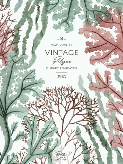 Vintage Algae clip art, watercolor Seaweed illustrations ...