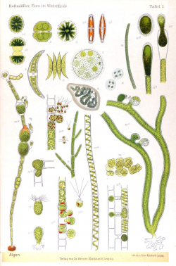 Botanical Algae - Microscope cellular print | Microscopy | Pinterest ...
