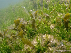 Seaweeds & Plants ~ Marine Biology ~ New Jersey Scuba Diving