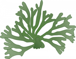 Algae clipart codium - Pencil and in color algae clipart codium