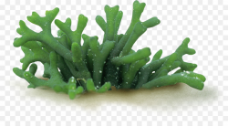 Codium fragile Algae Seaweed Spirulina - coral png download - 2618 ...