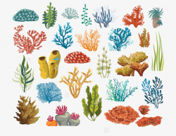 Colorful Corals And Algae, Marine Plants, Seaweed, Algae Plant PNG ...