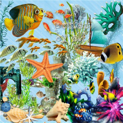 Summer sea clipart png Fish, corals, shells, algae - 106 PNG images ...