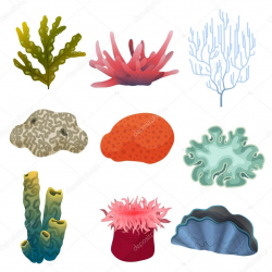 Image result for coral reef vector images | Infographic Ideas ...