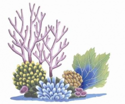 Image result for coral reef clipart | Art | Pinterest | Coral reefs