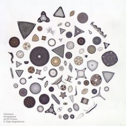 Diatoms, radiolarians and Rotifera | Microscopy | Pinterest ...