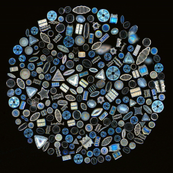 Nano Silica & Diatoms - Nualgi Aquarium