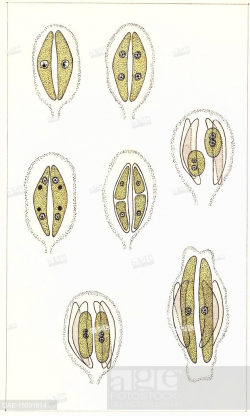 Botany - Algae - Bacillariophyceae - Diatom reproduction ...
