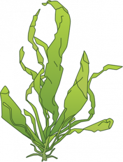 Green Algae Drawing - ClipartXtras