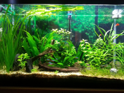 Using Driftwood and Live Plants in the Freshwater Tank ...