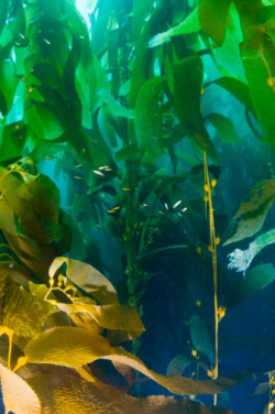 Giant Kelp, Macrocystis pyrifera | Ocean | Pinterest | Underwater