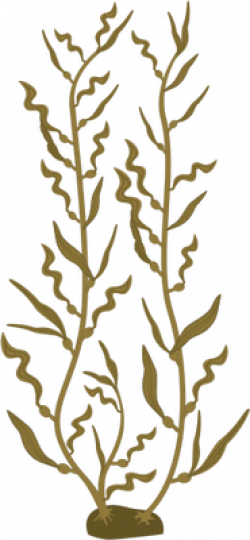 Macrocystis pyrifera (Giant Kelp) 2 Illustration of Macrocystis ...