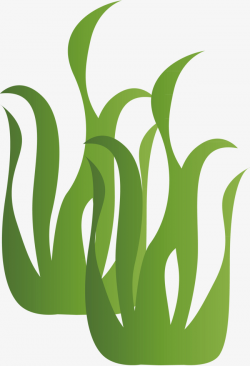 Vector Green Algae, Green Algae, Vector, Modified PNG and Vector for ...