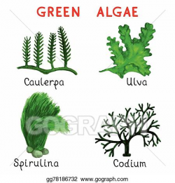 EPS Illustration - Green algae. Vector Clipart gg78186732 - GoGraph