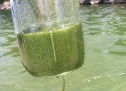Cyanobacteria (Blue-Green Algae) Tracker | Vermont Department of Health