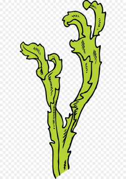 Seaweed Kelp Algae Clip art - sea green color png download - 640 ...