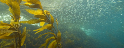 16 best Kelp Forest mood images on Pinterest | Forests, Kelp forest ...