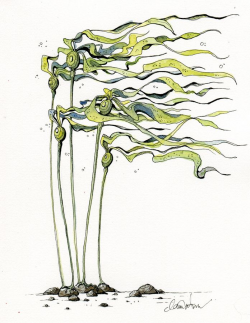Bull Kelp by Claire Watson | kkelp | Pinterest | Sea art, Drawing ...