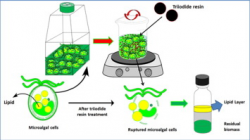 Energy efficient process for microalgae cell disruption for oil ...