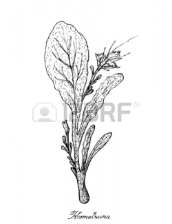 Green Algae Drawing at GetDrawings.com | Free for personal use Green ...