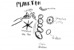 Plankton cliparts | Plankton | Pinterest