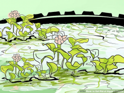How to Get Rid of Algae in Ponds: 14 Steps (with Pictures)