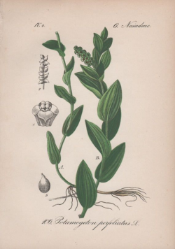 Pondweed, Botanical Print, Aquatic Plant Illustration, Antique Print ...