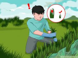 4 Ways to Kill Lake Weeds - wikiHow