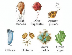Organisms: Plankton (Protista and Chromista) - JundJunction
