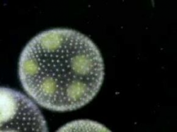 The Protist , Protozoa, Algae and Fungus-like protists | bio2 ...