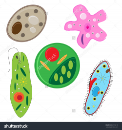 Algae Clipart Protist Free collection | Download and share Algae ...