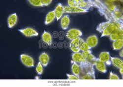 Euglena Stock Photos and Images | age fotostock