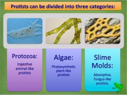 Protista Kingdom (Algae and Protozoa) PowerPoint and Notes ...