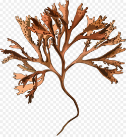 Irish Moss Plant Mastocarpus stellatus Red algae - fern png download ...