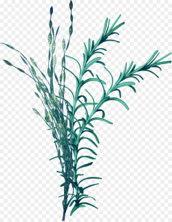 Seagrass Seaweed Clip art - coral png download - 1700*2180 - Free ...