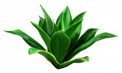 Leaf Download Seagrass Clip art - plant 1845*1116 transprent Png ...