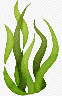 Seaweed Algae Clip art - ocean png download - 804*1374 - Free ...