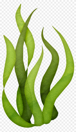 Seaweed Algae Art Transprent Png Free Download - Seaweed ...