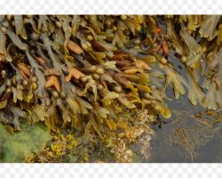 Bladder wrack Seaweed Algae Ascophyllum nodosum Fucoidan - seaweed ...