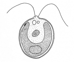 Biological drawings. Structure of Chlamydomonas. Learning Resources ...