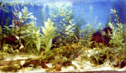 Stone Clipart Aquarium Plant#3953056